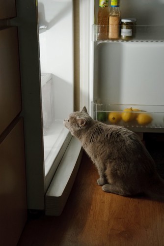 冷蔵庫で涼む猫