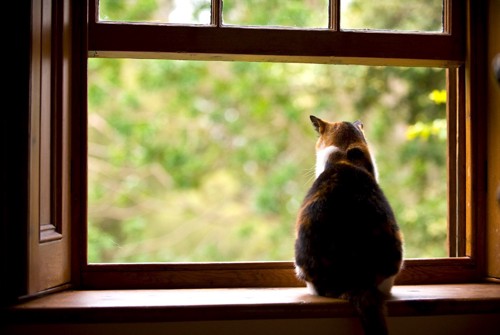 窓辺で後ろ向きに座る猫