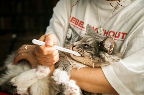 猫の歯磨きをする女性