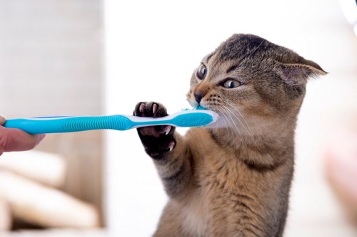 青い歯ブラシとイカ耳のキジトラ子猫