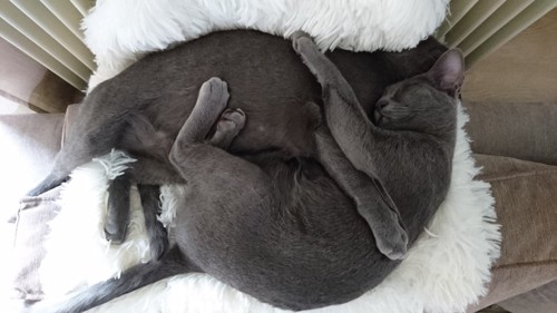 抱き合って寝るコラットの子猫