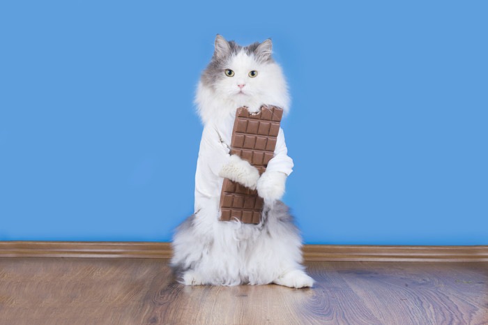 猫とチョコレート
