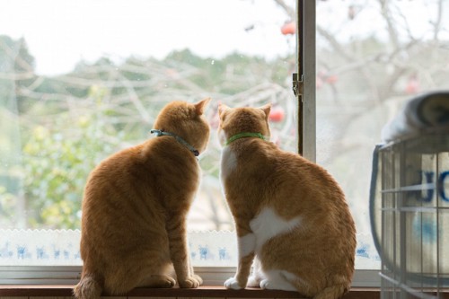 窓辺で外を眺める二匹の猫