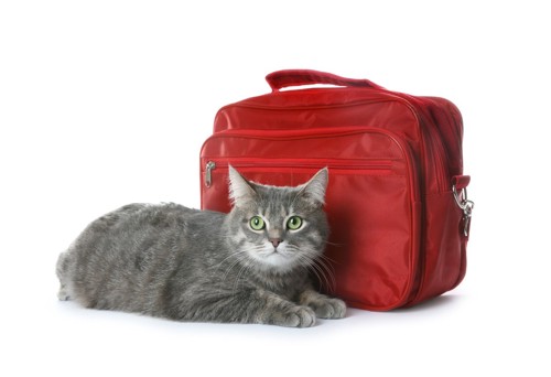 猫とバッグ