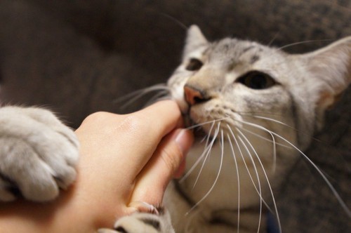 人の手を掴んで噛む猫