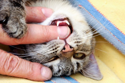 人間の指を本気で噛む猫