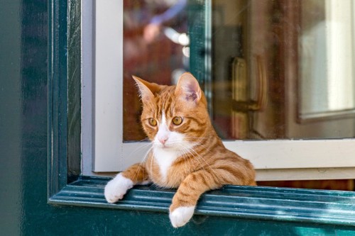 外をみる猫
