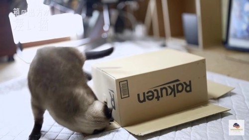 箱を攻撃するシャム猫