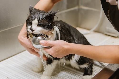 シャワーをかけられている猫