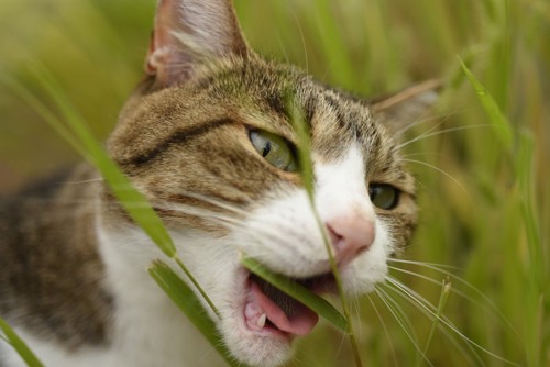 目を開けて草を食べようとする猫