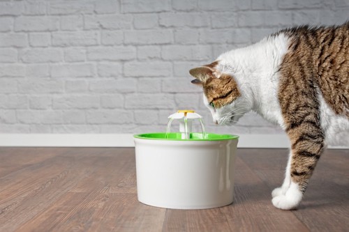 給水器を覗き込む猫