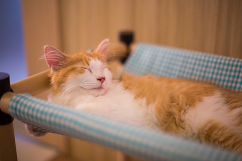 猫カフェのハンモックで寝る猫