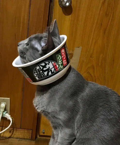 どん兵衛のカップを被る猫
