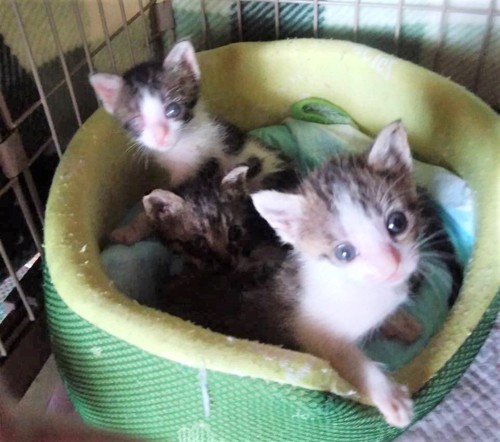 生後1ヵ月の3匹の子猫