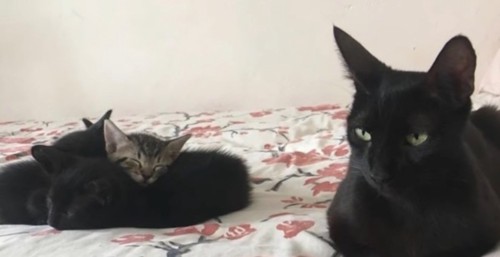 黒猫と3匹の子猫