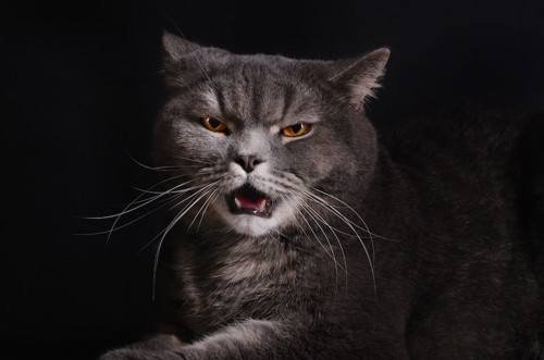 怒った表情で鳴く猫