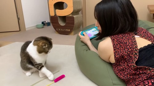 おもちゃを触る猫