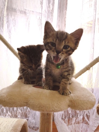 キャットタワーの上で大きく口を開けた子猫