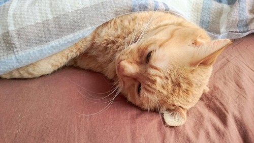 布団をかけて眠る猫