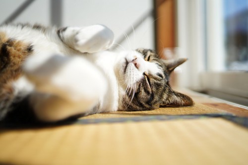 畳の上で寝転ぶ猫