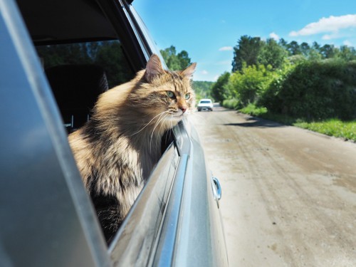 車から外を覗く猫