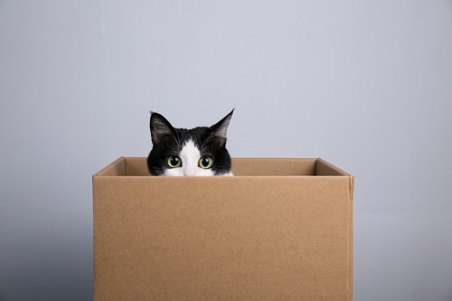 箱から顔をだす猫