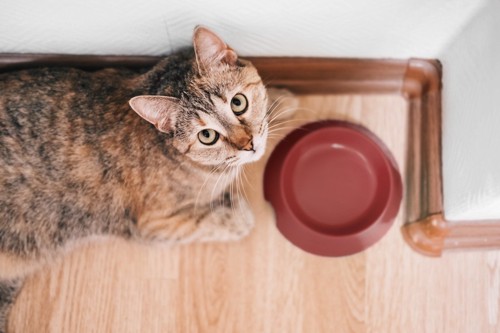 空っぽの皿の前で見上げる猫