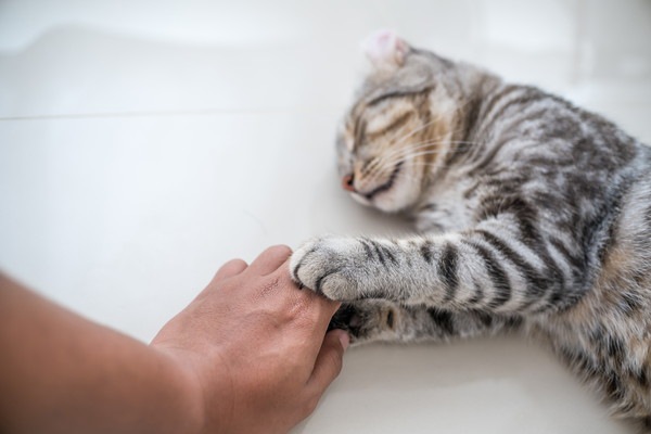 人の手を掴み寝る猫