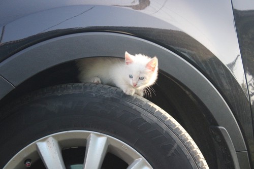 タイヤの上にいる猫