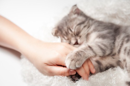手を握る子猫