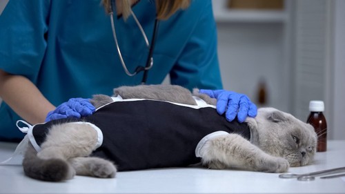 病院で診察をされている術後服を着た猫