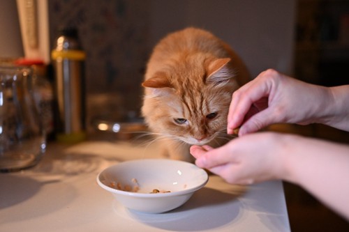 ご飯を手から食べる猫
