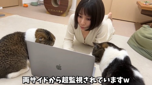 パソコンをのぞき込む2匹の猫