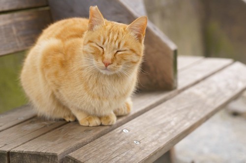 ベンチの上の猫