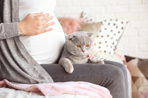 妊婦の膝の上の猫
