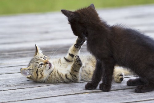喧嘩遊びをする二匹の子猫