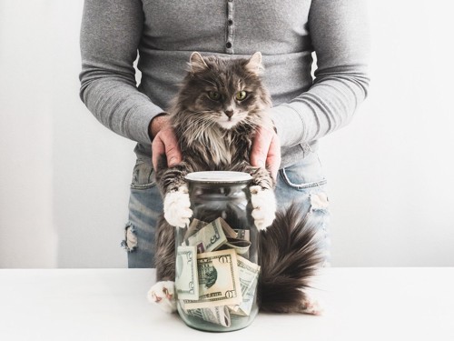 猫と貯金箱