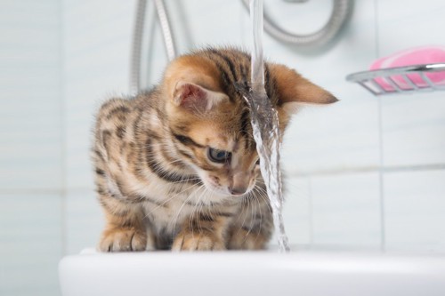 蛇口の水を頭からかぶる子猫