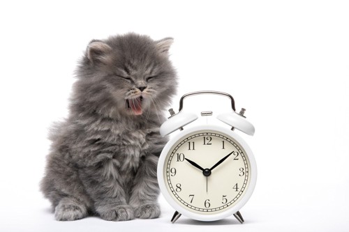 目覚まし時計のそばであくびをする猫