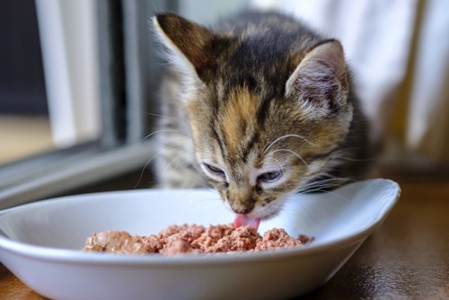 ご飯を食べる子猫
