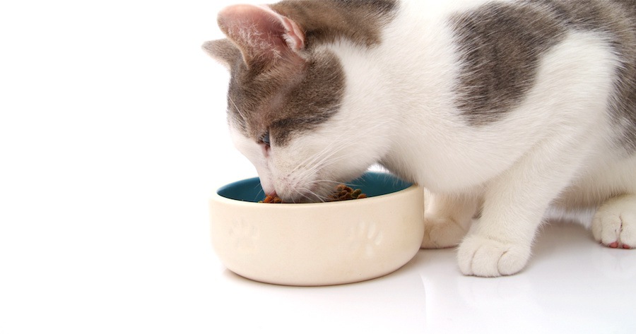 ご飯を食べる猫の横顔