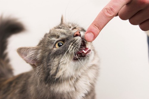 噛みつく手前の猫
