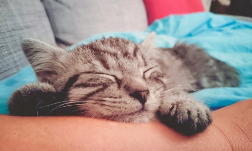 飼い主の腕枕で眠る猫