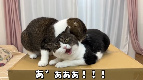 首を噛む猫と口を開ける猫