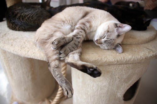 キャットタワーの上で前足をクロスさせて寝る猫