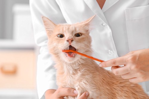 上手に歯磨きする猫