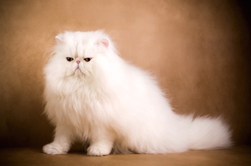 真っ白なペルシャ猫