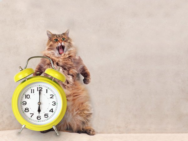 立つ猫と時計