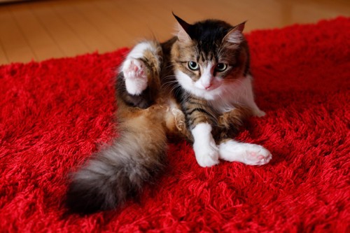 赤いカーペットの上で毛づくろいする猫
