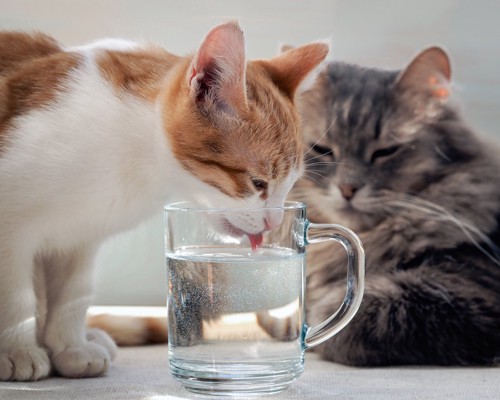 コップに入っている水を飲む子猫と見守る猫